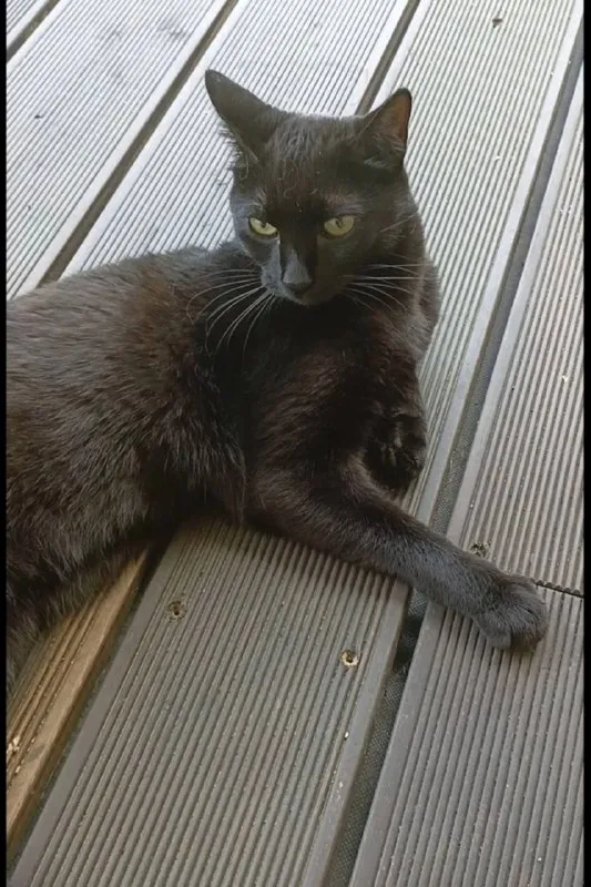 Lost black cat in Fomino — identification photo, lost & found pet database Pathfinder