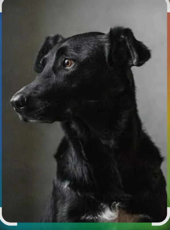 Lost black dog in Ramenskoe — identification photo, lost & found pet database Pathfinder