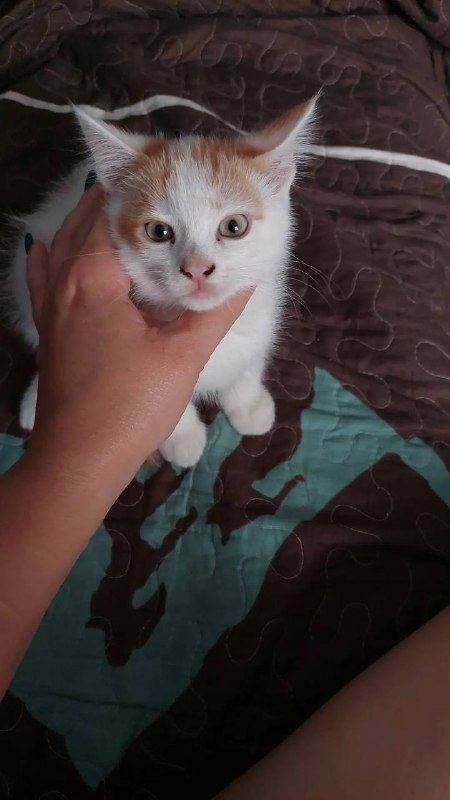 Adoptable cat in Omsk — identification photo, lost & found pet database Pathfinder