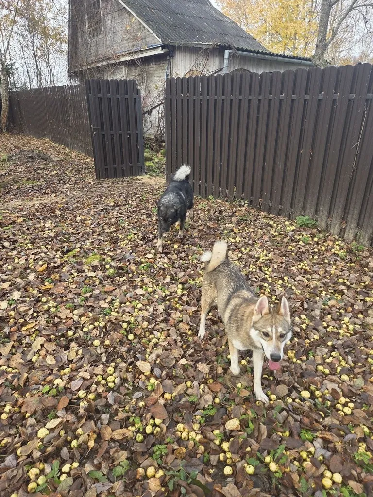 Found dog, метис in Kondrevo — identification photo, lost & found pet database Pathfinder