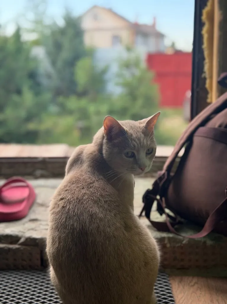 Lost cat in Kraskovo — identification photo, lost & found pet database Pathfinder