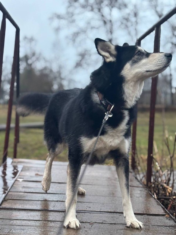 Lost white dog, хаски in Naro Fominsk — identification photo, lost & found pet database Pathfinder
