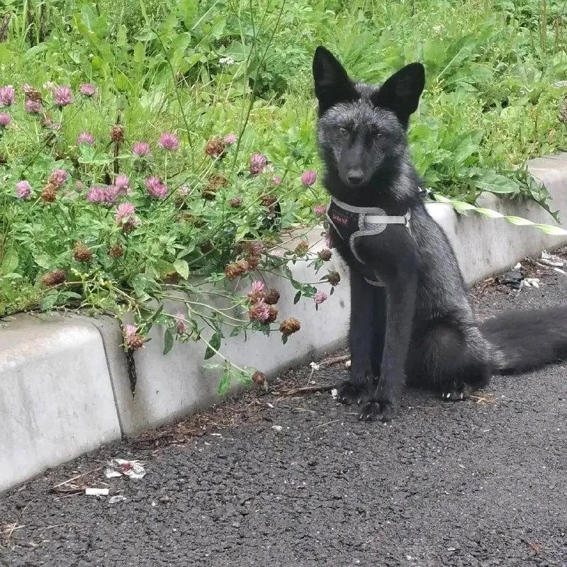 Lost pet in Zarechnyy — identification photo, lost & found pet database Pathfinder