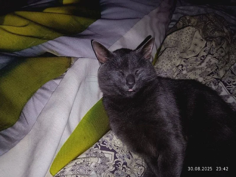 Lost cat in Derevnya Zolotovo — identification photo, lost & found pet database Pathfinder
