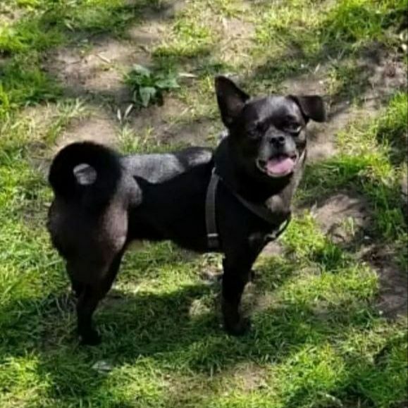 Lost black dog, чихуахуа in Saint Petersburg — identification photo, lost & found pet database Pathfinder