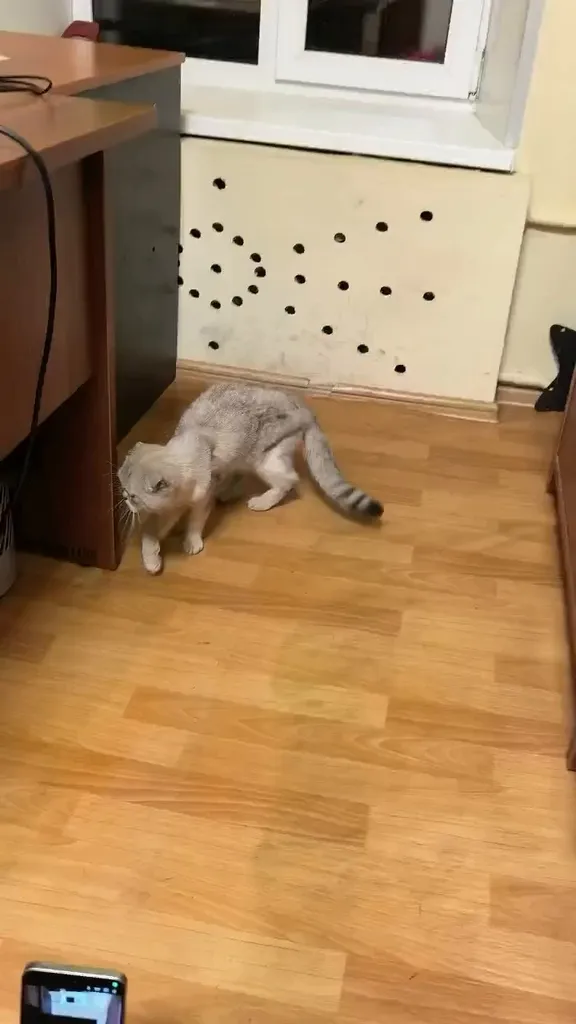 Found cat, шотландская вислоухая in Ramenki — identification photo, lost & found pet database Pathfinder