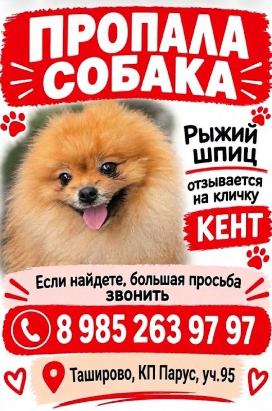 Lost ginger dog, шпиц in Tashirovo — identification photo, lost & found pet database Pathfinder