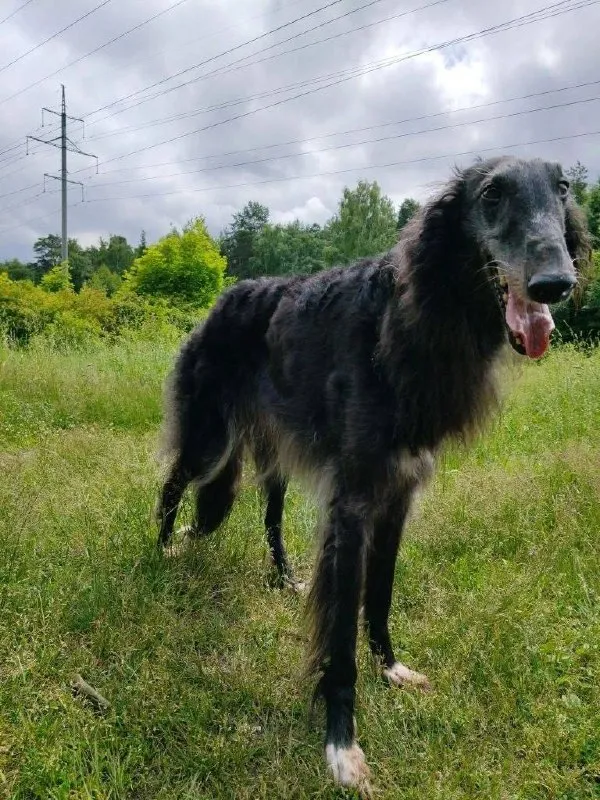 Lost dog, русская псовая борзая in Balashikha — identification photo, lost & found pet database Pathfinder