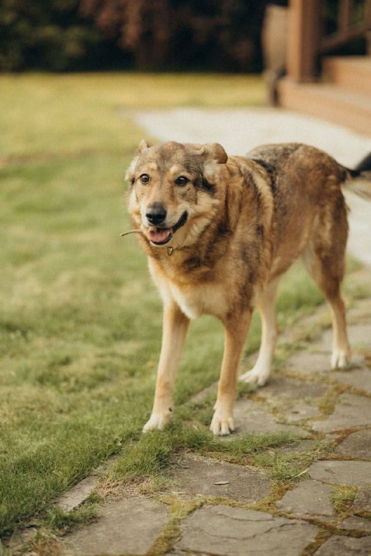 Lost cream dog, двор терьер in Kolupaevo — identification photo, lost & found pet database Pathfinder