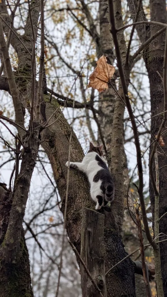 Lost cat in Sergiev Posad — identification photo, lost & found pet database Pathfinder