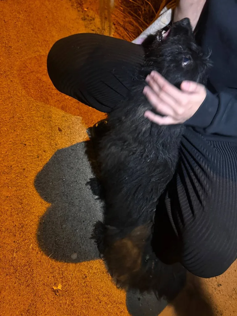Lost white dog, метис in Chekhov — identification photo, lost & found pet database Pathfinder