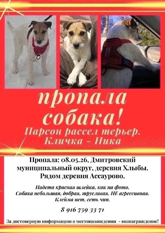 Lost white dog, парсон рассел терьер in Khlyby — identification photo, lost & found pet database Pathfinder