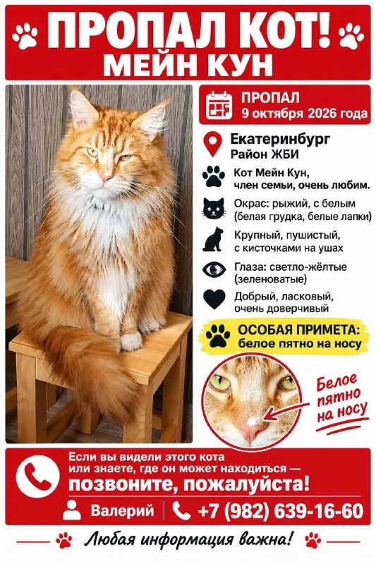 Lost ginger cat, мейн-кун in Yekaterinburg — identification photo, lost & found pet database Pathfinder