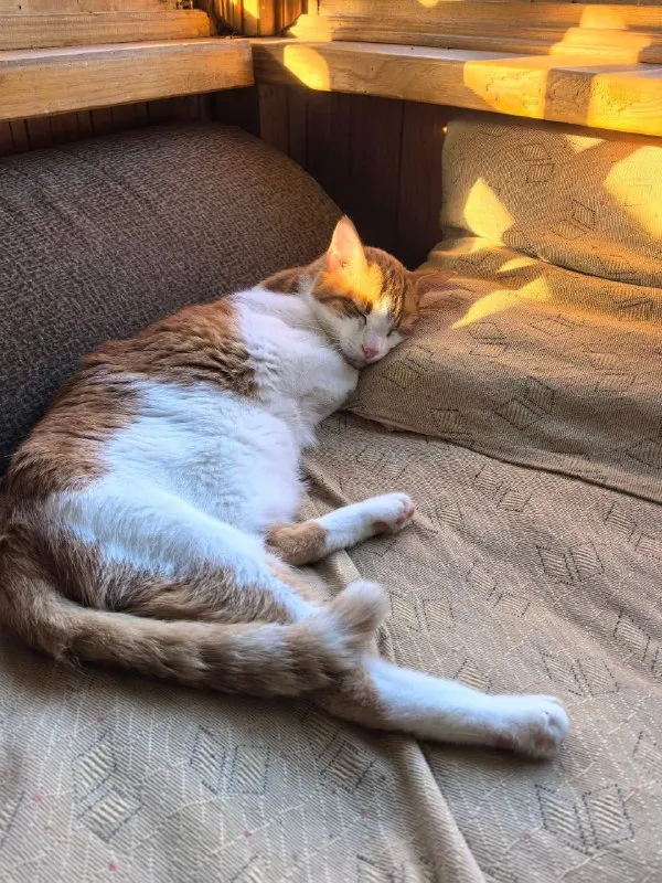 Lost white cat in Firsanovka — identification photo, lost & found pet database Pathfinder