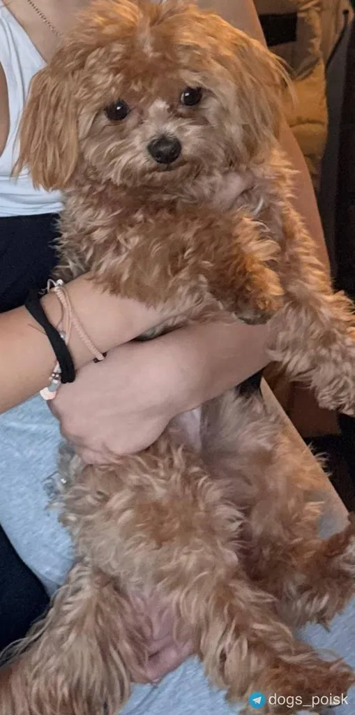 Lost dog, мальтипу in Moscow — identification photo, lost & found pet database Pathfinder