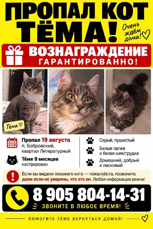 Lost cat in Bobrovskiy — identification photo, lost & found pet database Pathfinder