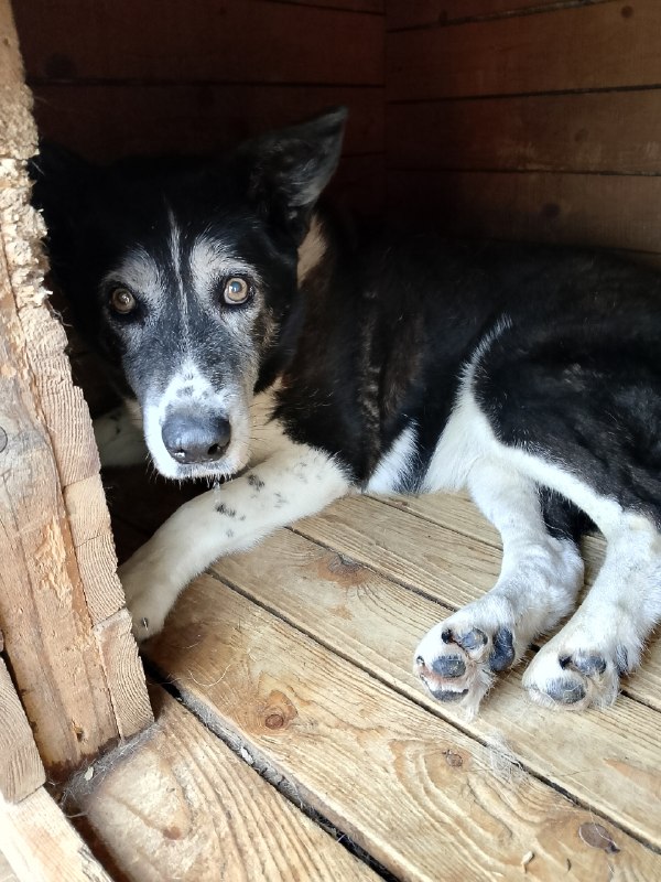 Found white dog in Novye Lyady — identification photo, lost & found pet database Pathfinder