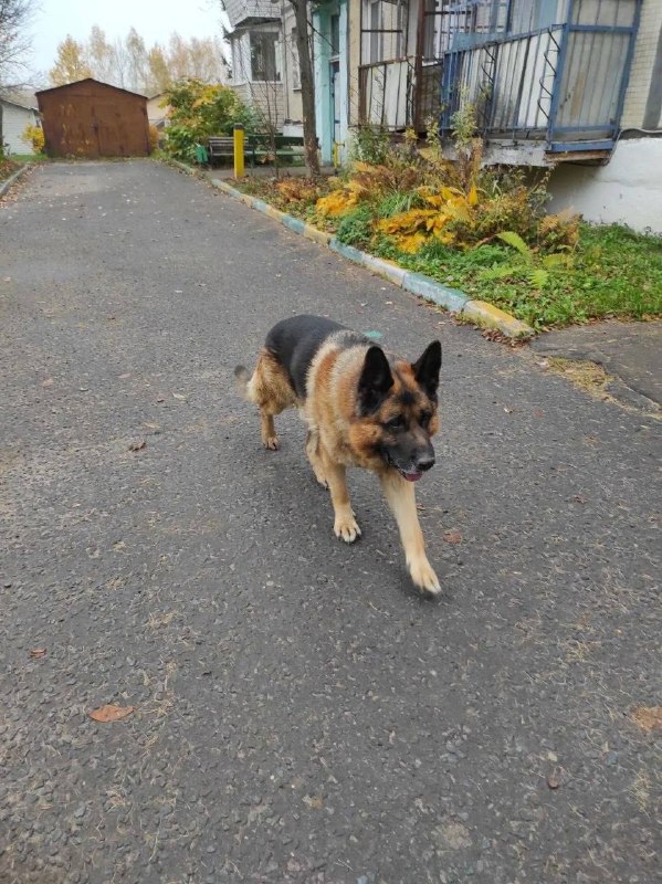 Found brown dog, овчарка in Domodedovo — identification photo, lost & found pet database Pathfinder