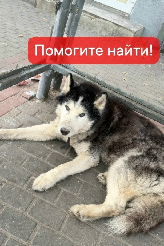 Lost cream dog, хаски in Serpukhov — identification photo, lost & found pet database Pathfinder