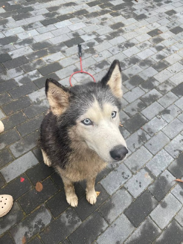 Found white dog, хаски in Lozhki — identification photo, lost & found pet database Pathfinder