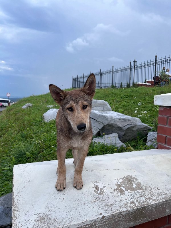 Adoptable brown dog in Perm — identification photo, lost & found pet database Pathfinder