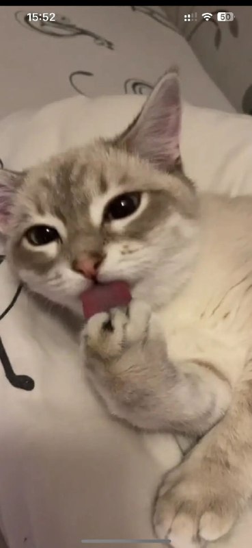 Lost cream cat in Perm — identification photo, lost & found pet database Pathfinder