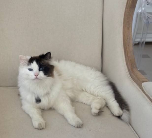 Lost white cat, регдол in Derevnya Obnovlennyy Trud — identification photo, lost & found pet database Pathfinder