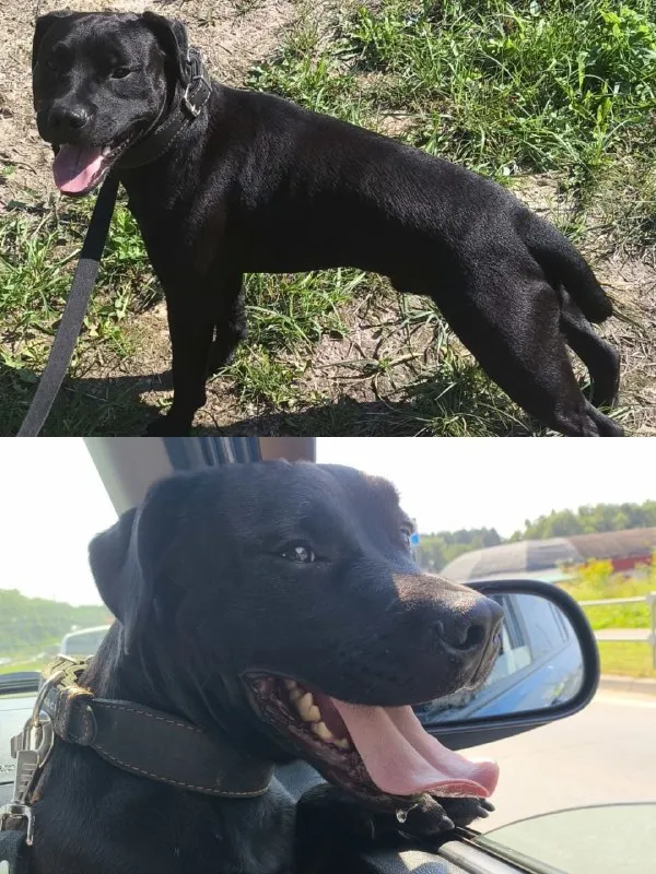 Lost black dog, паттердейл терьер in Podolsk — identification photo, lost & found pet database Pathfinder