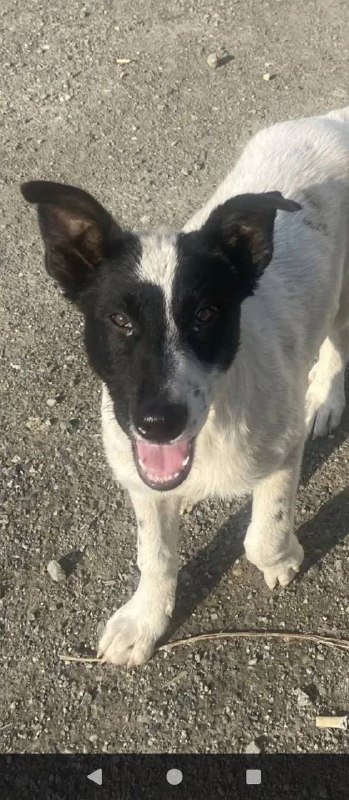 Lost white dog in Nizhniy Tagil — identification photo, lost & found pet database Pathfinder