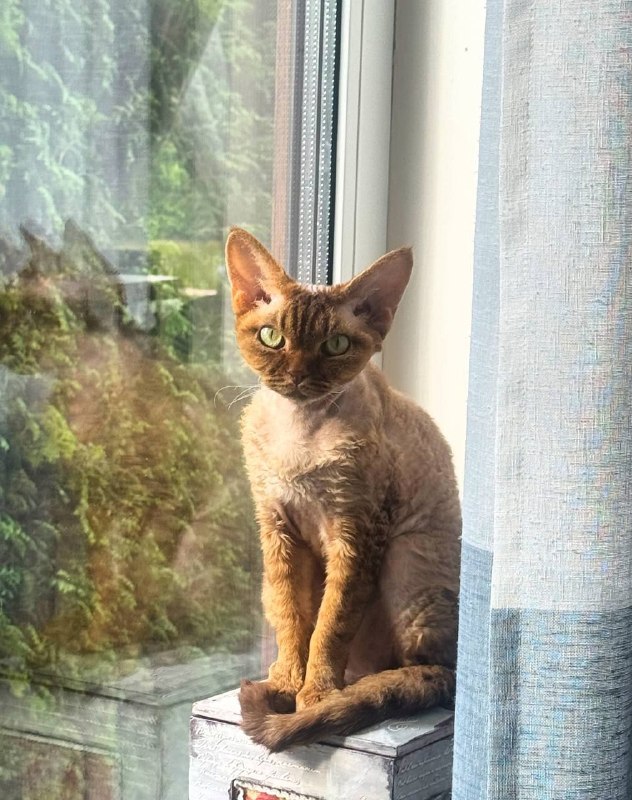 Lost brown cat, девон-рекс in Dedovsk — identification photo, lost & found pet database Pathfinder