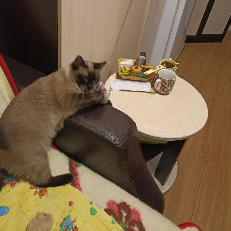Lost brown cat in Verkhnyaya Pyshma — identification photo, lost & found pet database Pathfinder