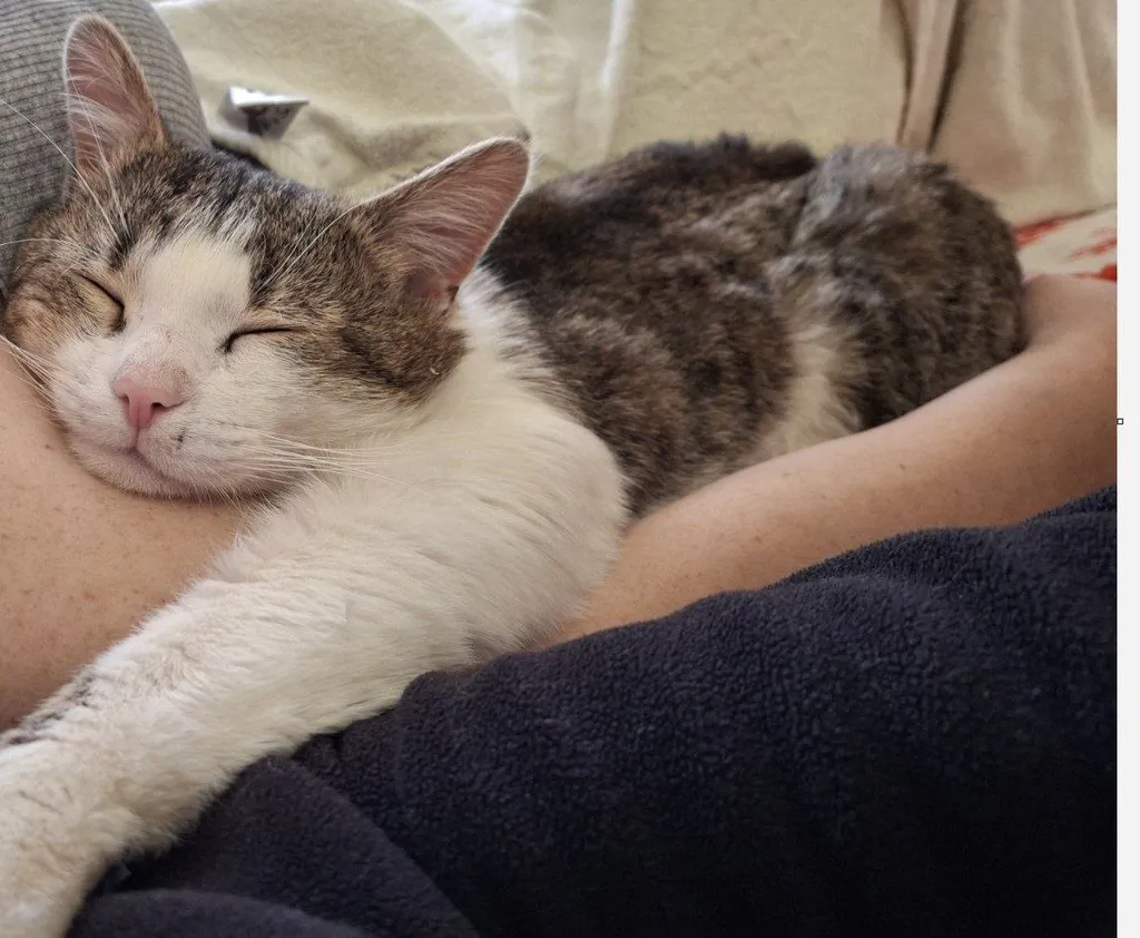Lost cat in Moscow — identification photo, lost & found pet database Pathfinder