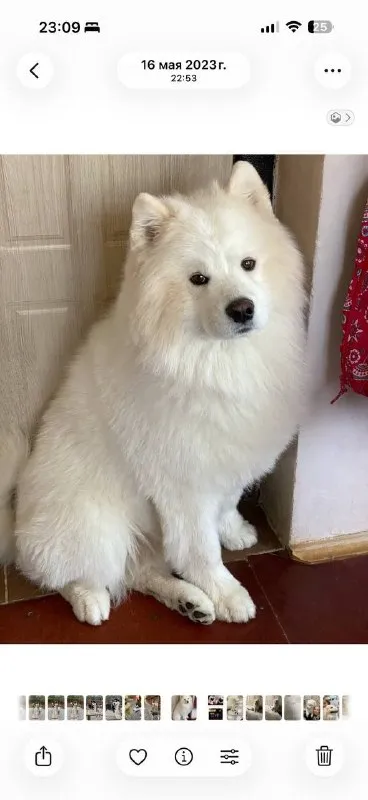 Lost white dog, самоед in Domodedovskiy Rayon — identification photo, lost & found pet database Pathfinder