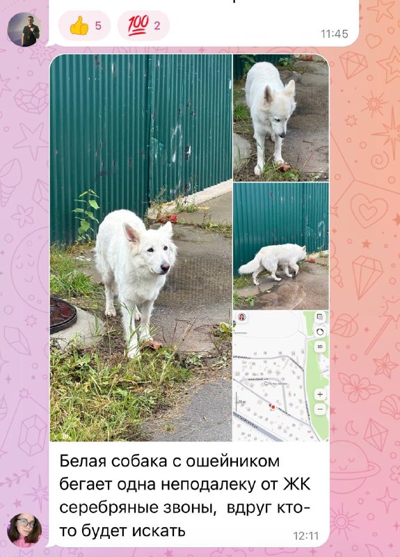 Found white dog in Zvenigorod — identification photo, lost & found pet database Pathfinder