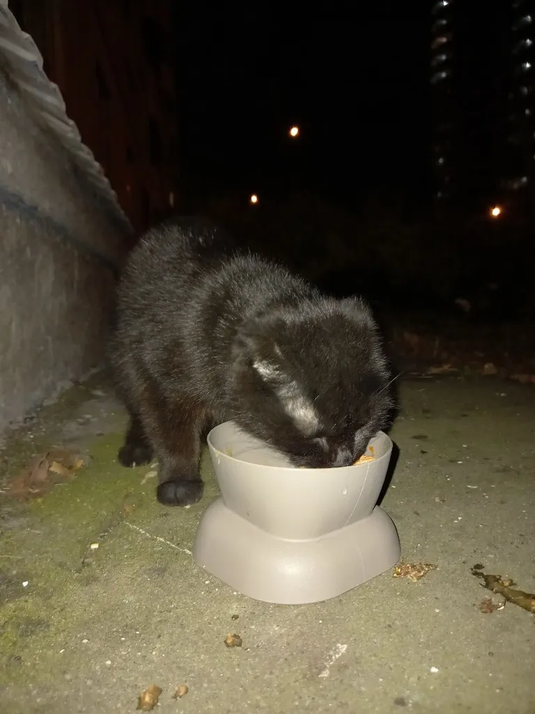 Found cat in Moscow — identification photo, lost & found pet database Pathfinder