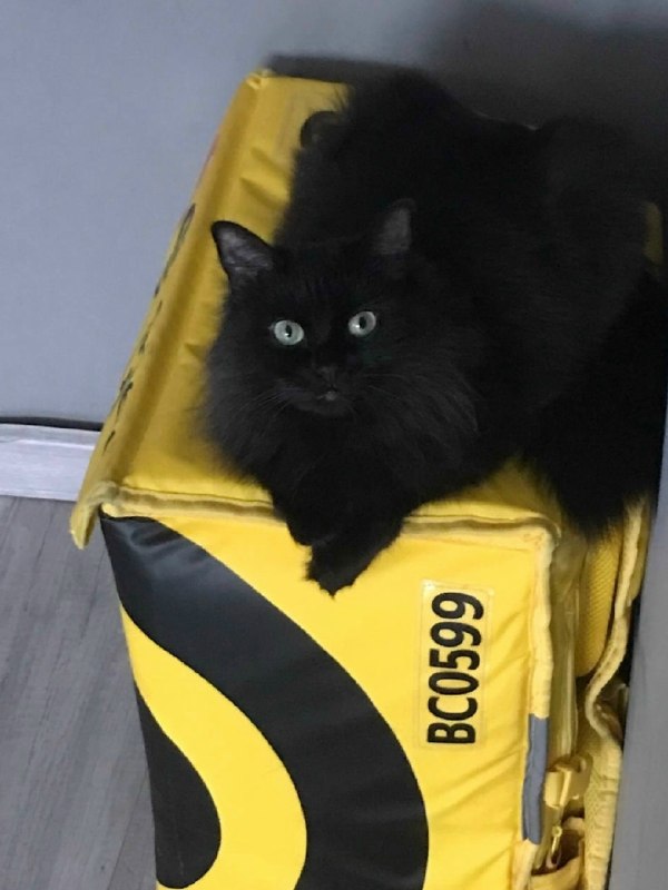 Lost black cat in Perm — identification photo, lost & found pet database Pathfinder