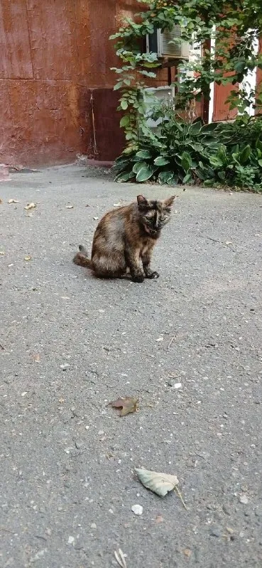 Adoptable black cat in Moscow — identification photo, lost & found pet database Pathfinder