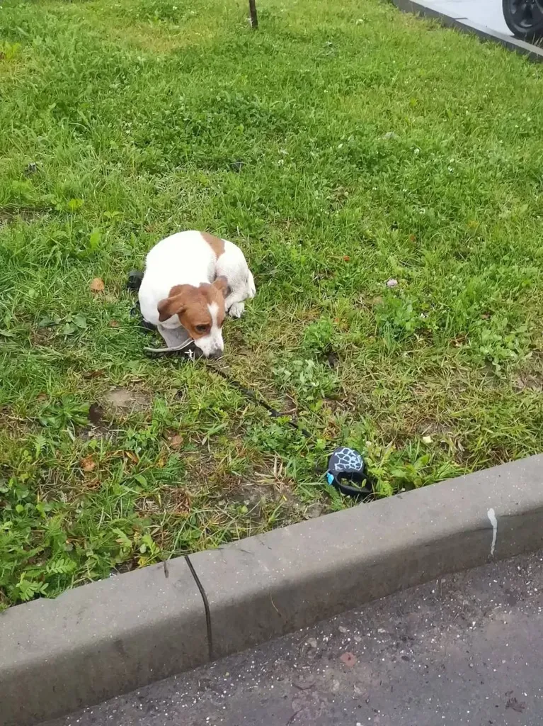 Found dog, джек рассел in Rassudovo — identification photo, lost & found pet database Pathfinder