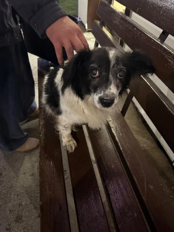 Found white pet in Perm — identification photo, lost & found pet database Pathfinder