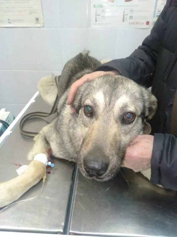Lost gray dog in Stupino — identification photo, lost & found pet database Pathfinder