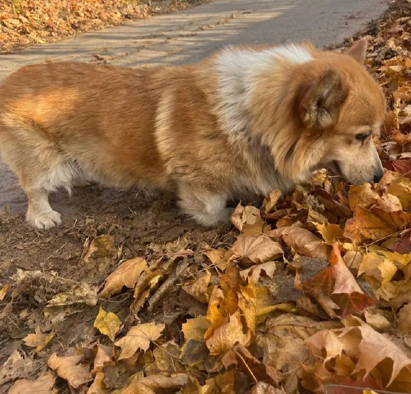 Found dog, корги in Troitskoe — identification photo, lost & found pet database Pathfinder