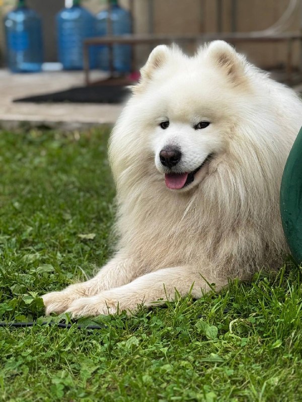 Lost white dog, самоед in Anashkino — identification photo, lost & found pet database Pathfinder