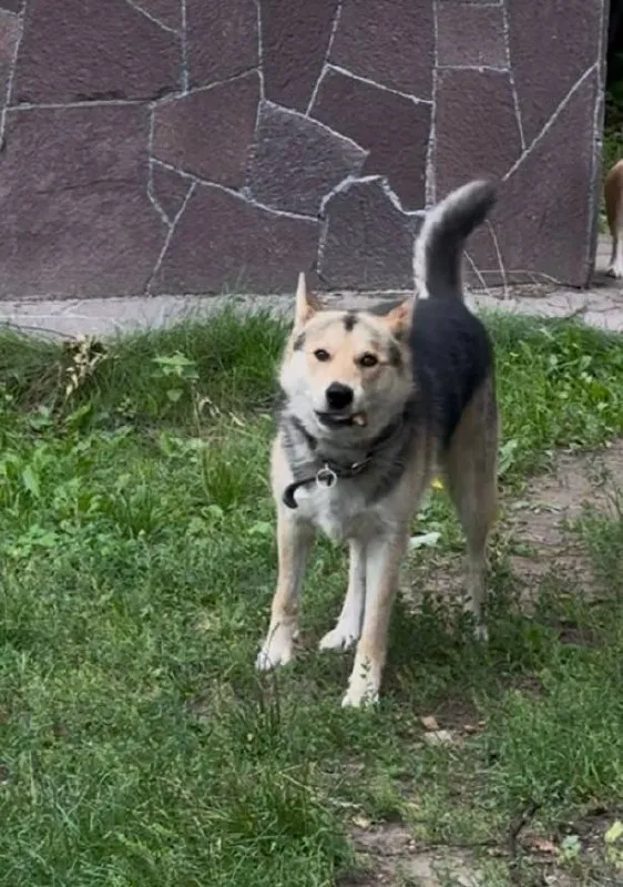Lost cream dog in Zhukovskiy — identification photo, lost & found pet database Pathfinder