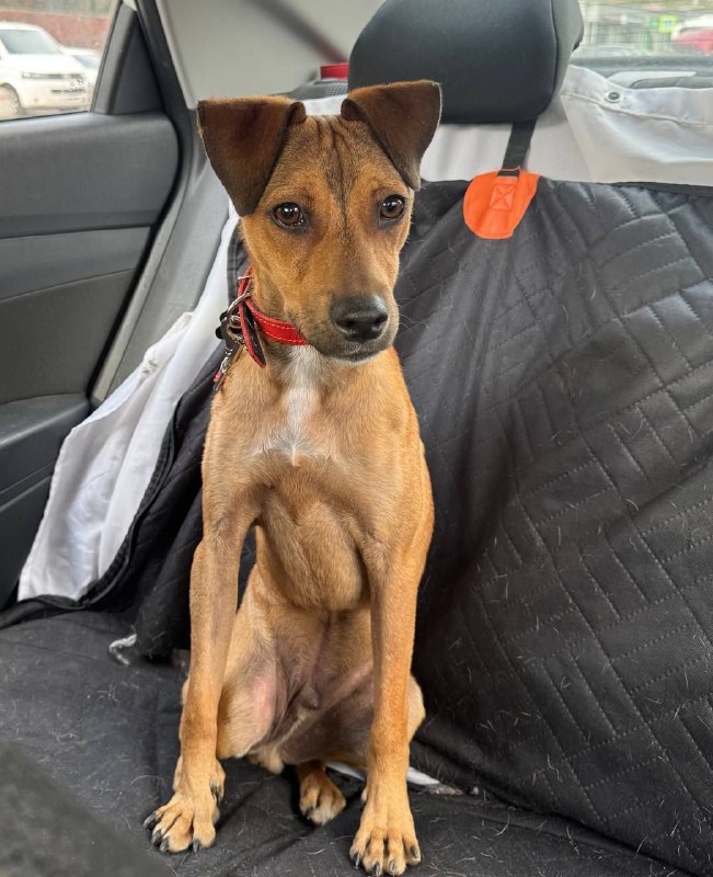 Found brown dog, метис немецкого пинчера in Odintsovo — identification photo, lost & found pet database Pathfinder