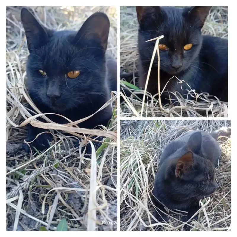 Lost cat in Konovalovo — identification photo, lost & found pet database Pathfinder