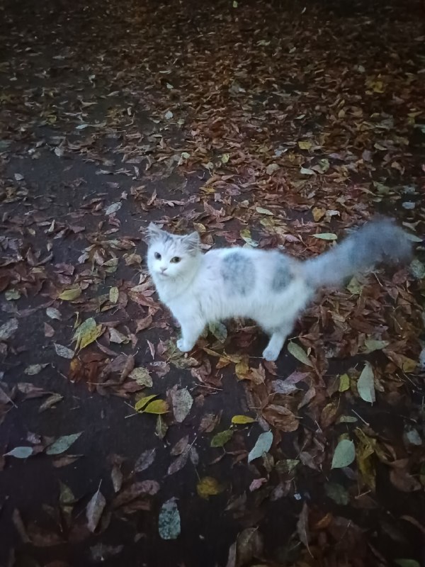 Found white cat in Krasnokamsk — identification photo, lost & found pet database Pathfinder