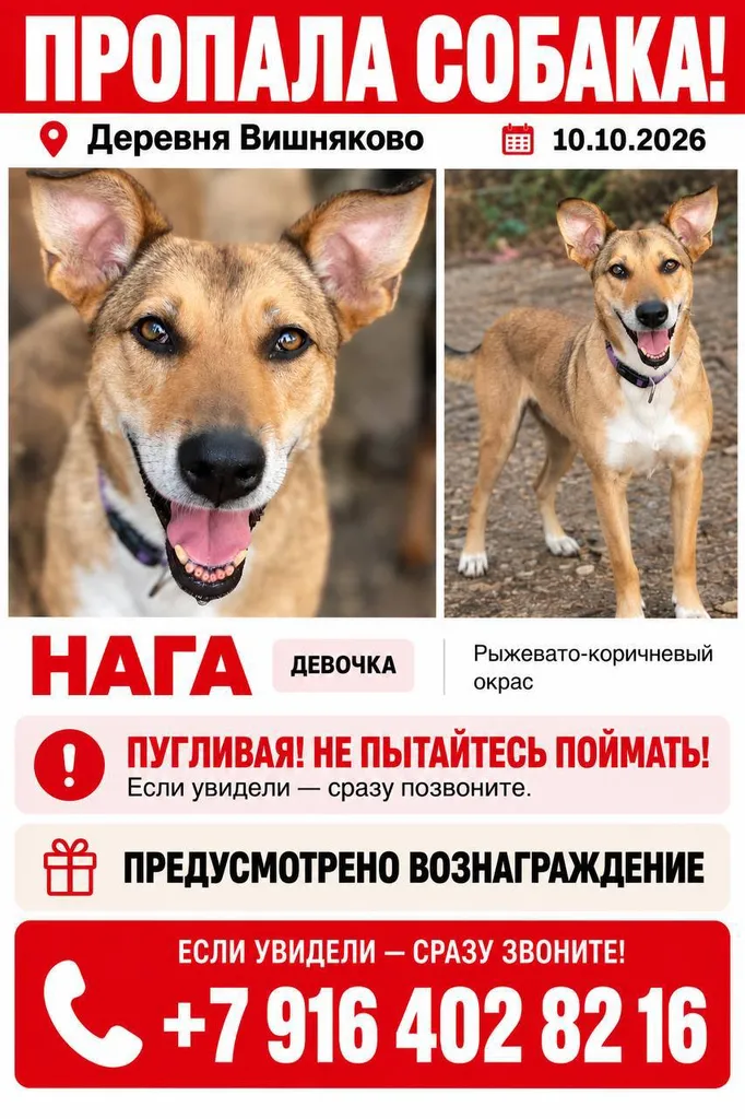 Lost dog in Reutov — identification photo, lost & found pet database Pathfinder