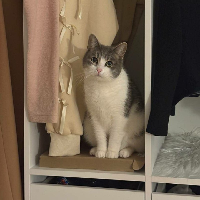 Lost white cat in Kupchino — identification photo, lost & found pet database Pathfinder