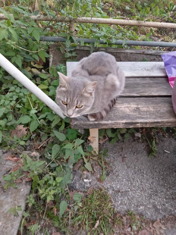 Найдена серая кошка — город Среднеуральск — фото для опознания, база потерянных питомцев Pathfinder