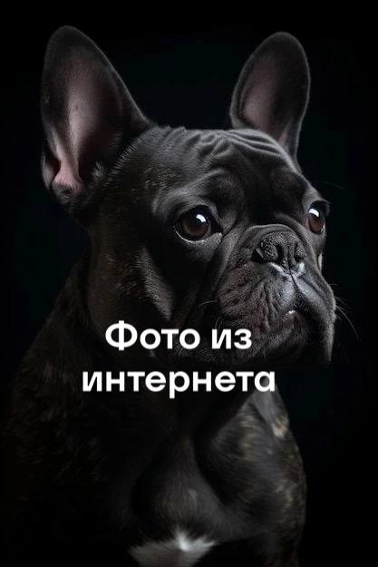 Lost dog, французский бульдог in Zhukovskiy — identification photo, lost & found pet database Pathfinder